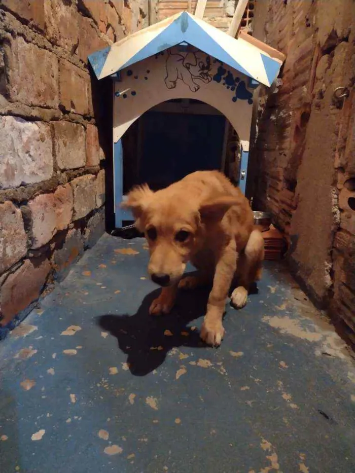 Cachorro raça  idade 2 a 6 meses nome Pelúcio