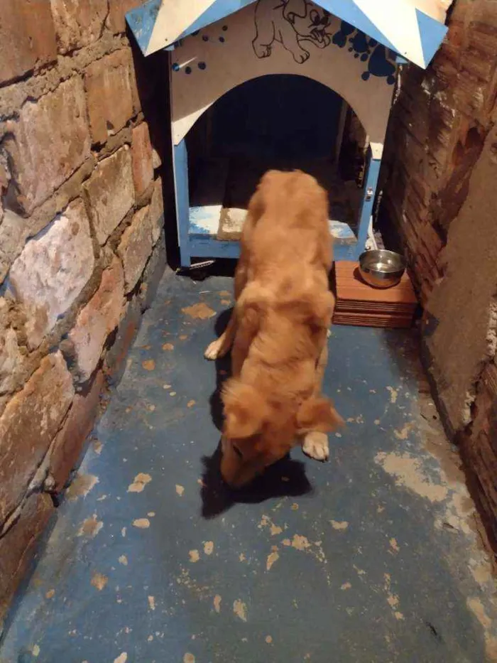 Cachorro raça  idade 2 a 6 meses nome Pelúcio