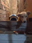 Pelúcio
