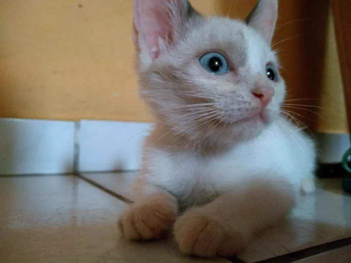 Gato raça  idade 2 a 6 meses nome Mancha