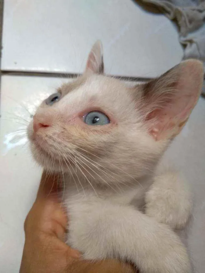Gato raça  idade 2 a 6 meses nome Mancha