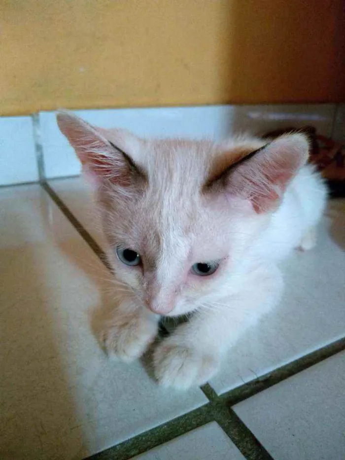 Gato raça  idade 2 a 6 meses nome Mancha
