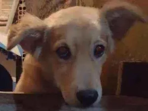 Cachorro raça  idade 2 a 6 meses nome Pelúcio