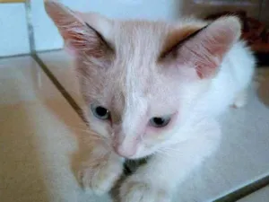 Gato raça  idade 2 a 6 meses nome Mancha