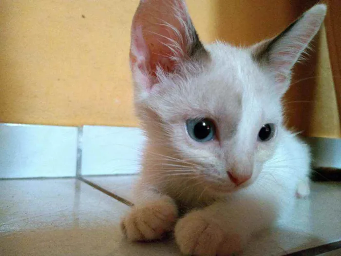 Gato raça  idade 2 a 6 meses nome Mancha