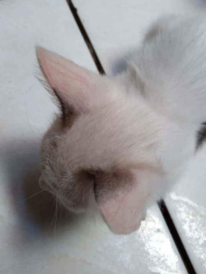 Gato raça  idade 2 a 6 meses nome Mancha