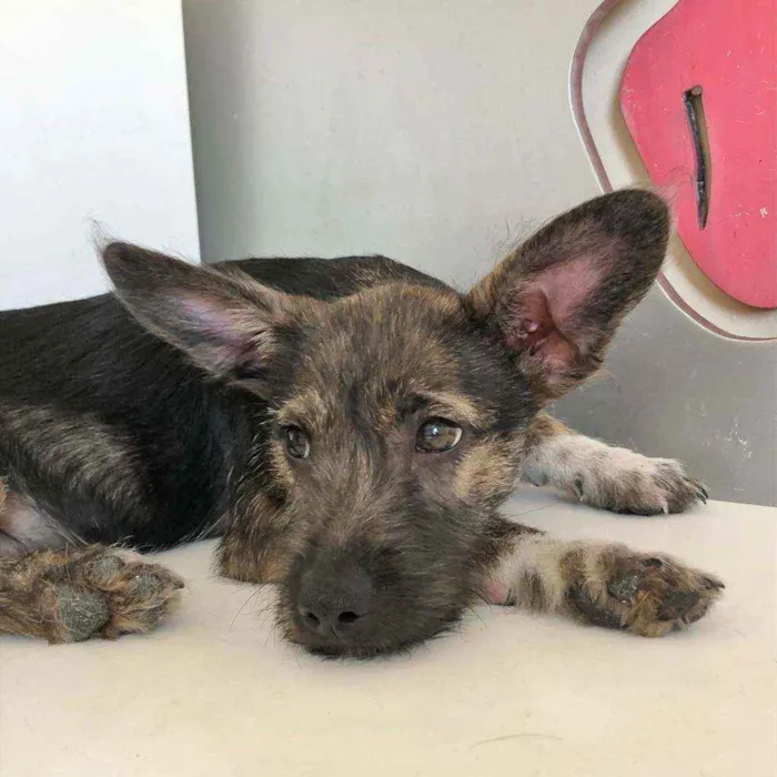 Cachorro raça SRD idade 2 a 6 meses nome GAEL