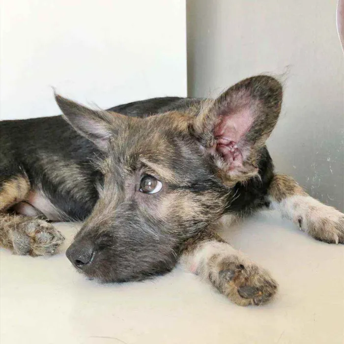 Cachorro raça SRD idade 2 a 6 meses nome GAEL