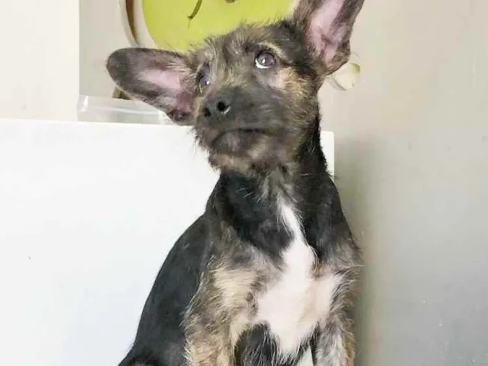 Cachorro raça SRD idade 2 a 6 meses nome GAEL