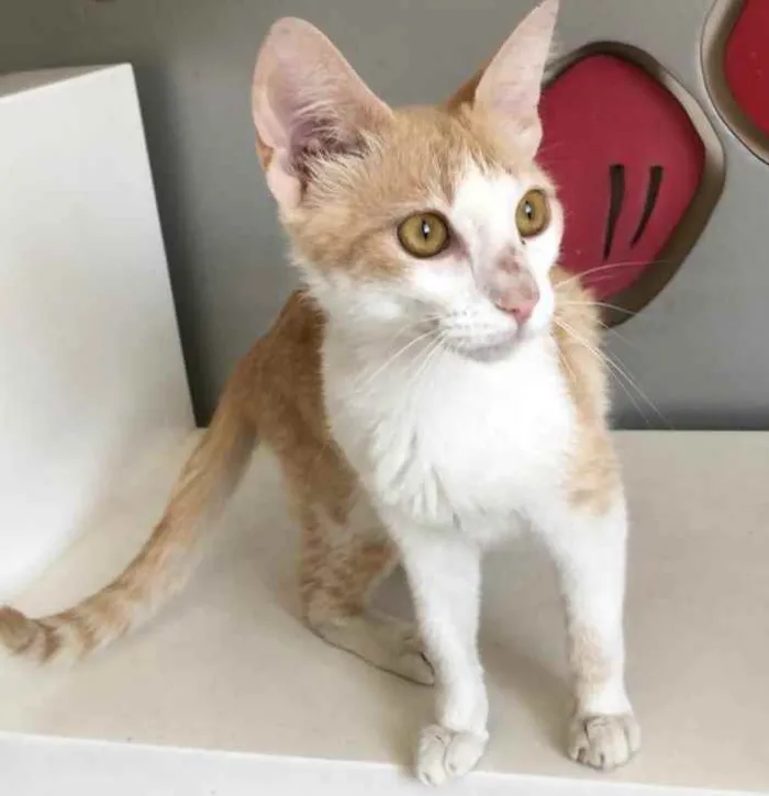 Gato raça SRD idade 2 a 6 meses nome AMARELINHA