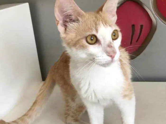 Gato raça SRD idade 2 a 6 meses nome AMARELINHA