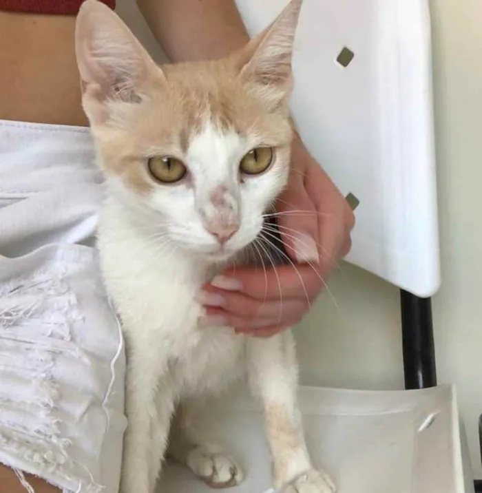 Gato raça SRD idade 2 a 6 meses nome AMARELINHA