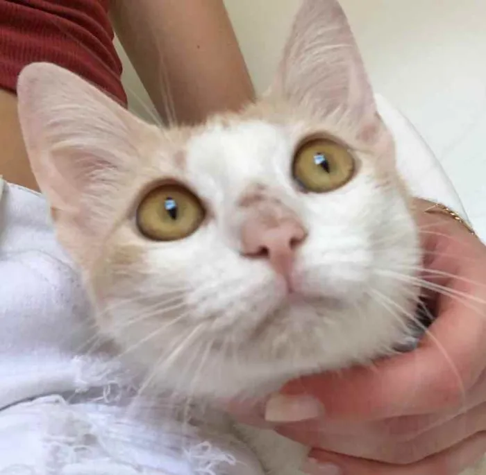 Gato raça SRD idade 2 a 6 meses nome AMARELINHA