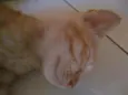 Tigre
