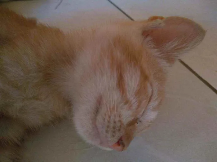 Gato raça  idade 2 a 6 meses nome Tigre