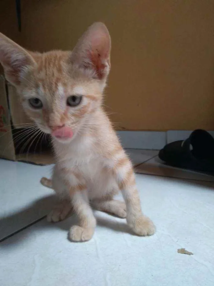 Gato raça  idade 2 a 6 meses nome Tigre