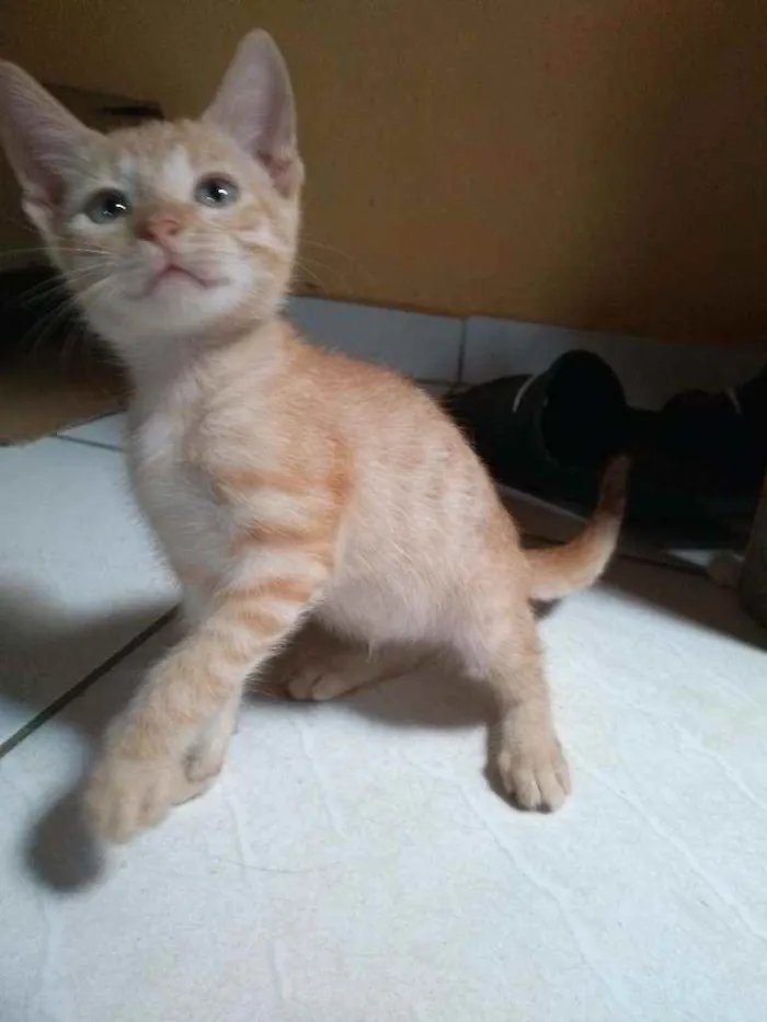 Gato raça  idade 2 a 6 meses nome Tigre