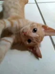 Tigre
