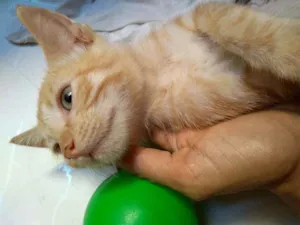Gato raça  idade 2 a 6 meses nome Tigre