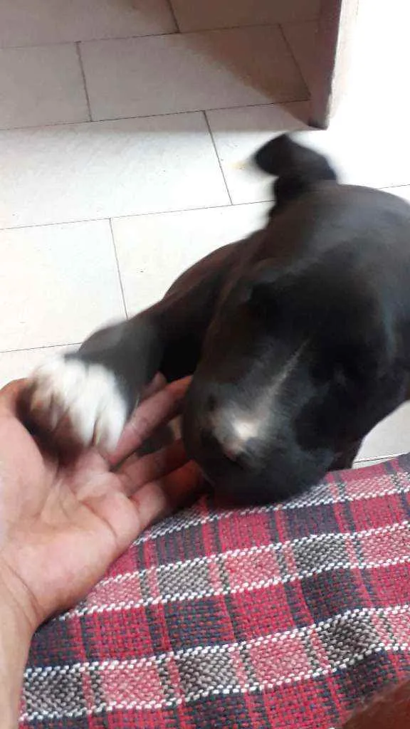 Cachorro ra a Pitbull idade 7 a 11 meses nome Boris