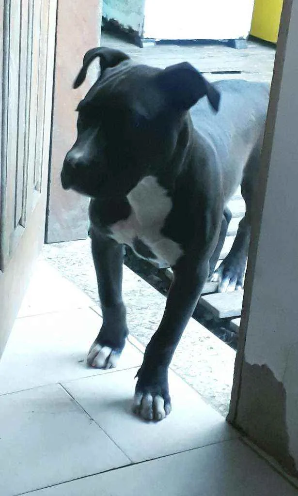 Cachorro ra a Pitbull idade 7 a 11 meses nome Boris