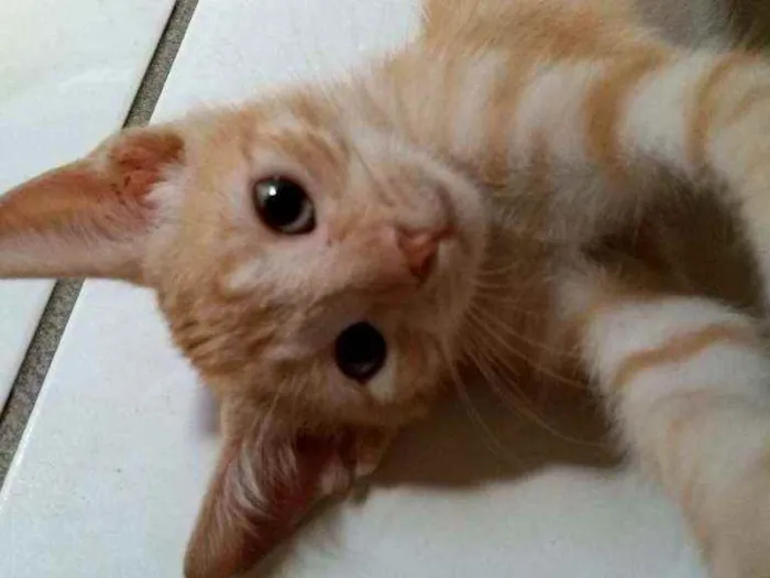 Gato raça  idade 2 a 6 meses nome Tigre