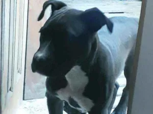 Cachorro raça Pitbull idade 7 a 11 meses nome Boris