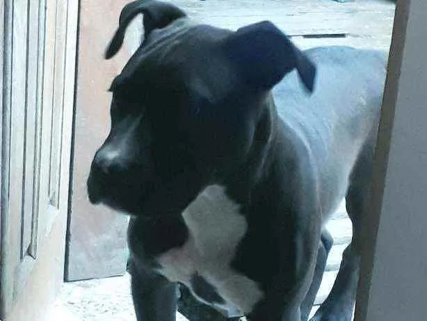 Cachorro ra a Pitbull idade 7 a 11 meses nome Boris