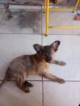 Ted
