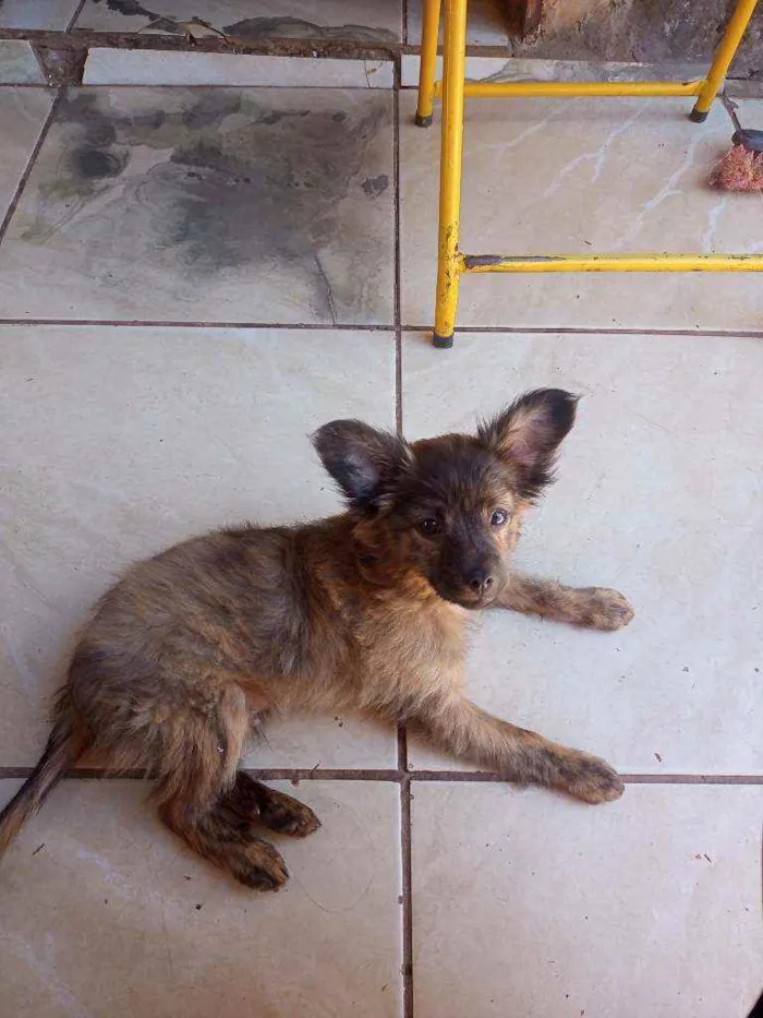Cachorro ra a Viralata idade 2 a 6 meses nome Ted