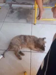 Ted