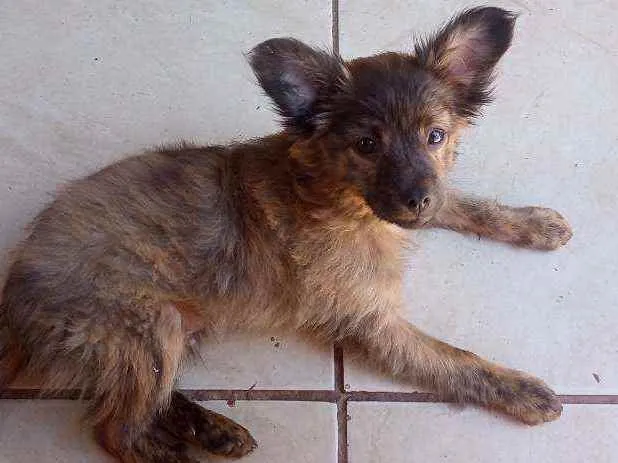 Cachorro ra a Viralata idade 2 a 6 meses nome Ted