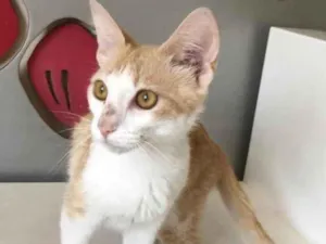 Gato raça SRD idade 2 a 6 meses nome AMARELINHA