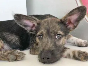 Cachorro raça SRD idade 2 a 6 meses nome GAEL