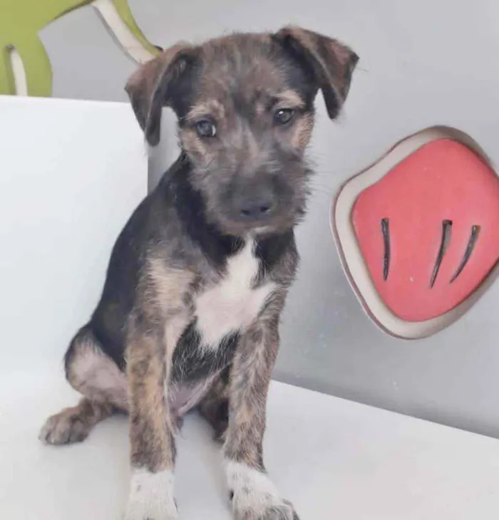 Cachorro raça SRD idade 2 a 6 meses nome GAEL