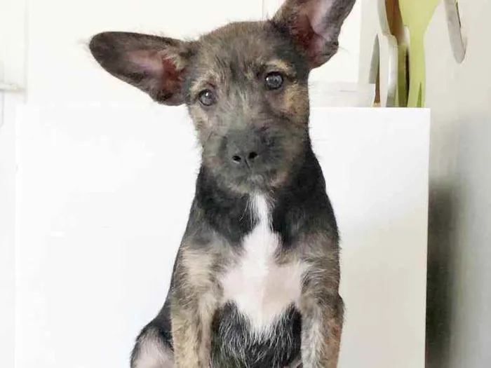 Cachorro raça SRD idade 2 a 6 meses nome GAEL