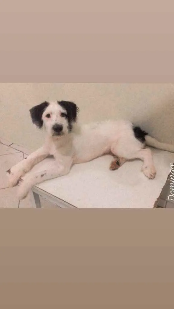 Cachorro ra a Vira lata com poodle idade 7 a 11 meses nome Luck