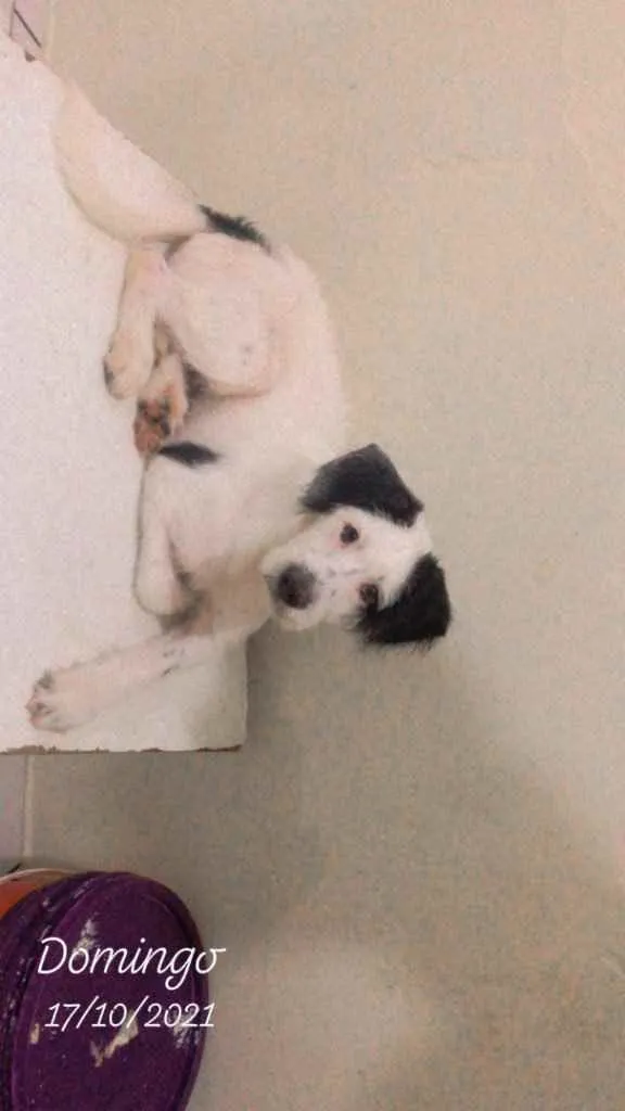 Cachorro ra a Vira lata com poodle idade 7 a 11 meses nome Luck