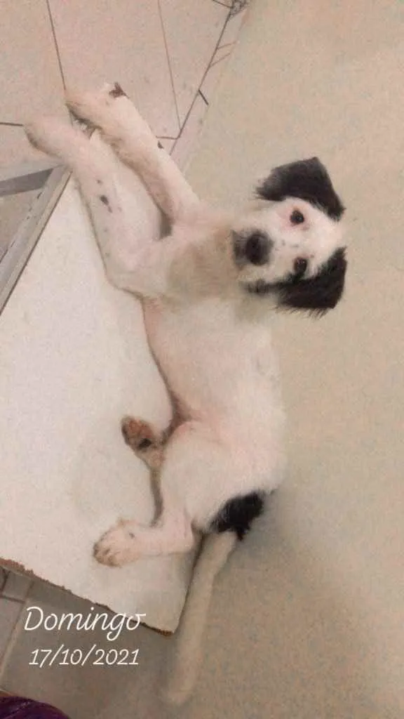 Cachorro ra a Vira lata com poodle idade 7 a 11 meses nome Luck