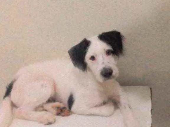 Cachorro ra a Vira lata com poodle idade 7 a 11 meses nome Luck