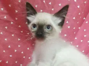 Gato raça SRD idade 2 a 6 meses nome JADE