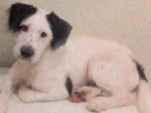 Cachorro raça Vira lata com poodle idade 7 a 11 meses nome Luck