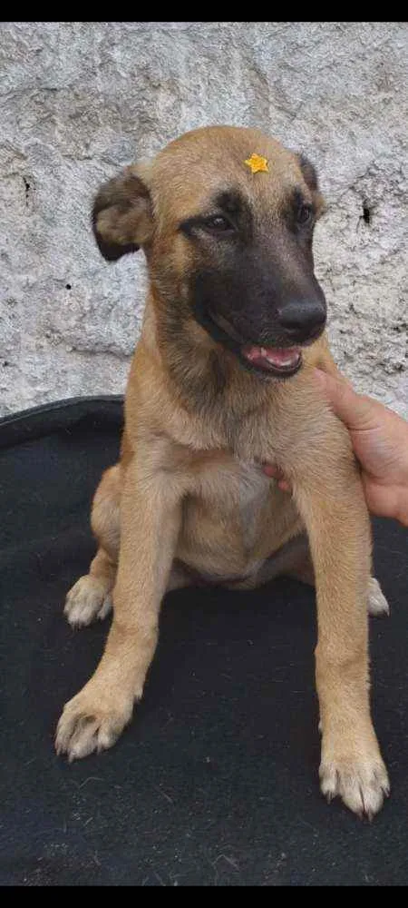 Cachorro raça SRD  idade 2 a 6 meses nome Princesa