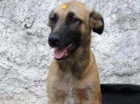 Cachorro raça SRD  idade 2 a 6 meses nome Princesa