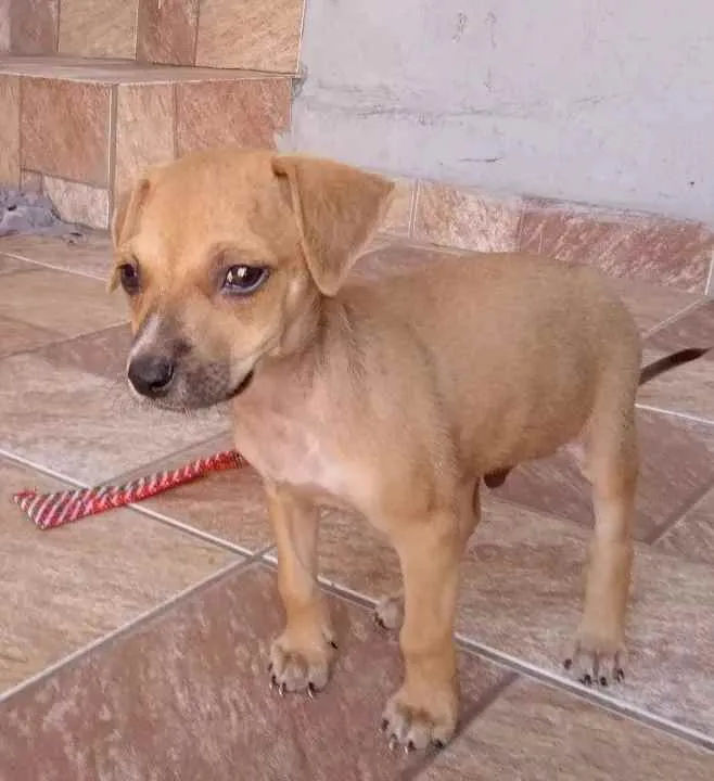Cachorro ra a ViraLata idade Abaixo de 2 meses nome Luke