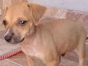 Cachorro raça ViraLata idade Abaixo de 2 meses nome Luke