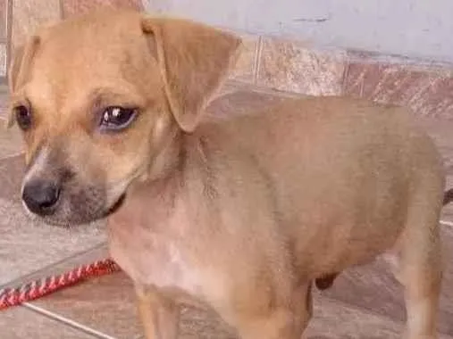 Cachorro ra a ViraLata idade Abaixo de 2 meses nome Luke