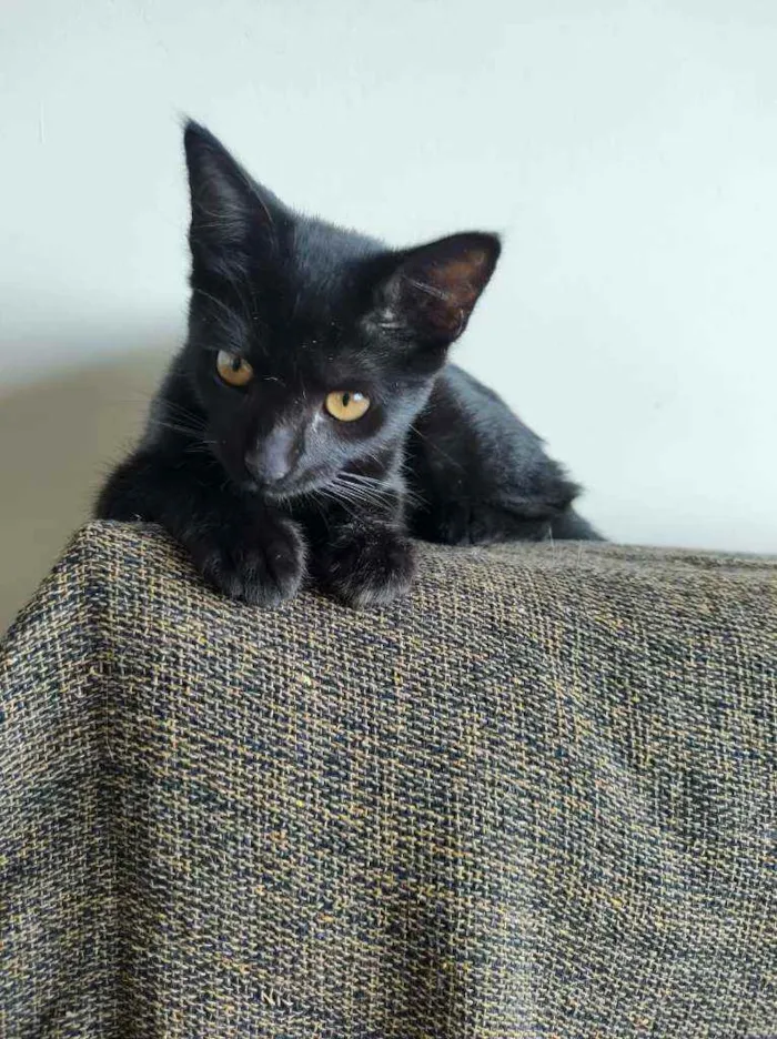 Gato raça SRD idade 2 a 6 meses nome Shell