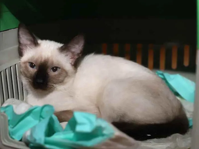 Gato raça SRD idade 2 a 6 meses nome Janaína 