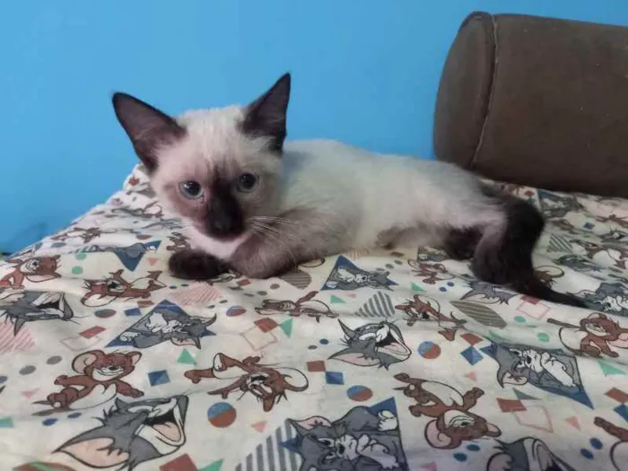 Gato raça SRD idade 2 a 6 meses nome Janaína 